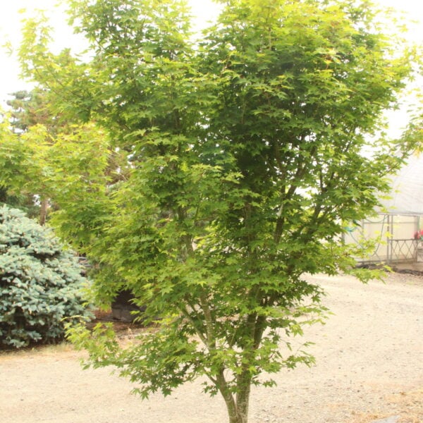 Acer palmatum 'Ueno yama' Specimen 2197