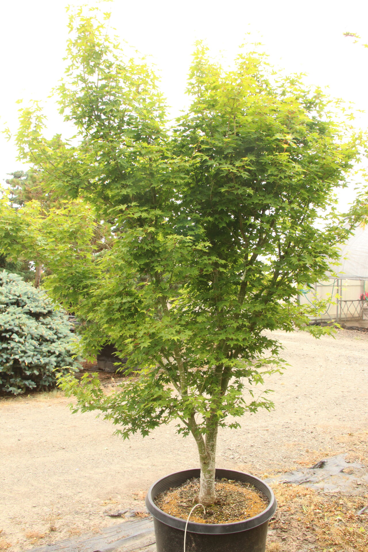 Acer palmatum 'Ueno yama' Specimen 2197 | Conifer Kingdom