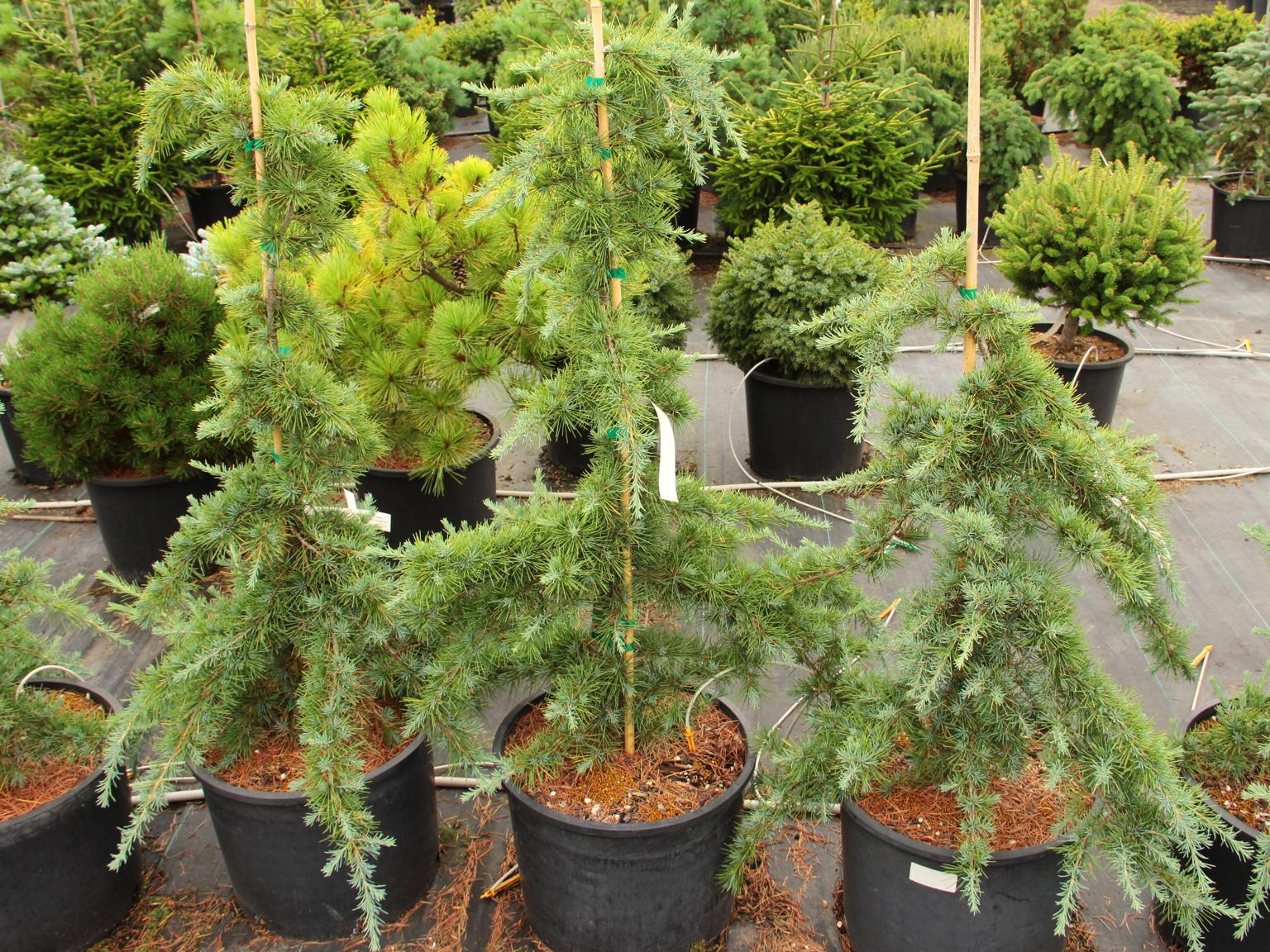 Cedrus deodara 'Pendula'