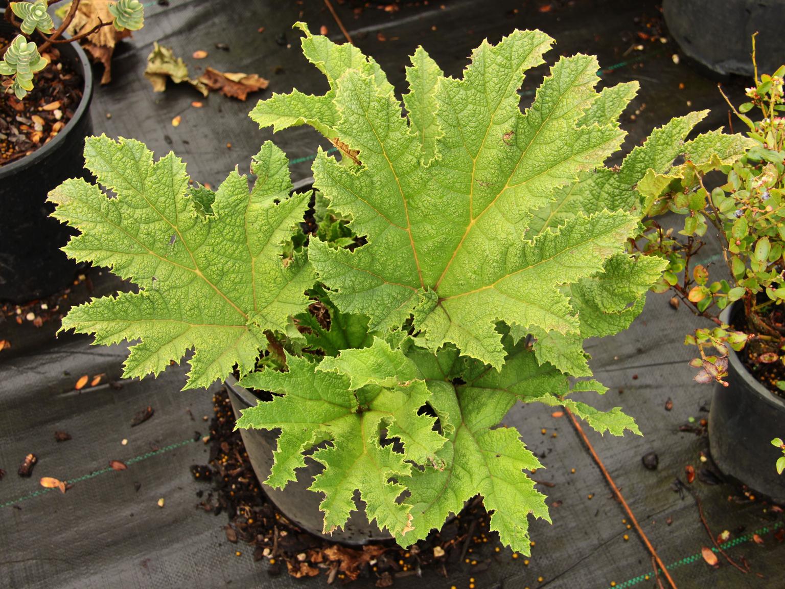 Giant Rhubarb