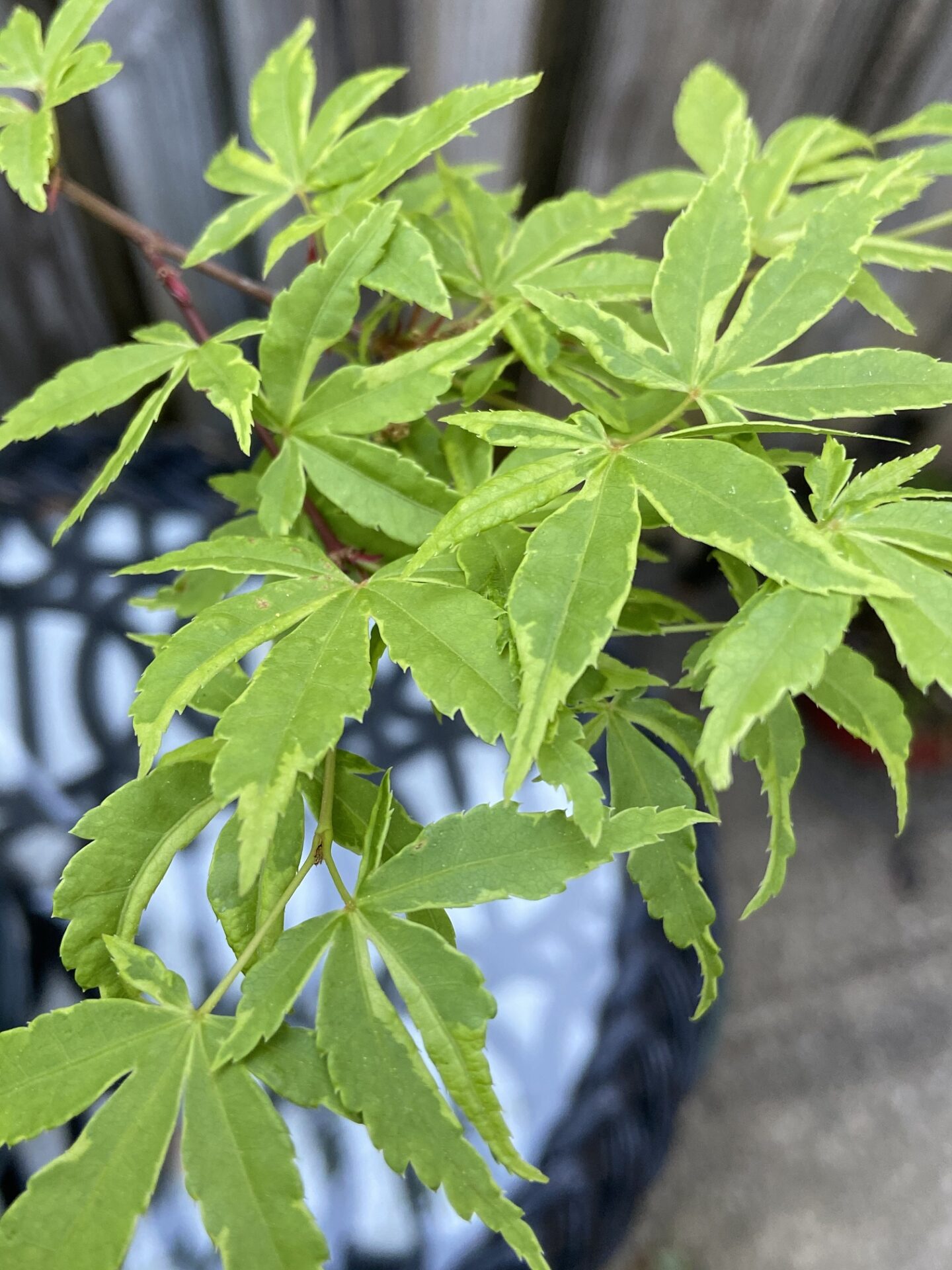 Asagi nishiki Japanese Maple