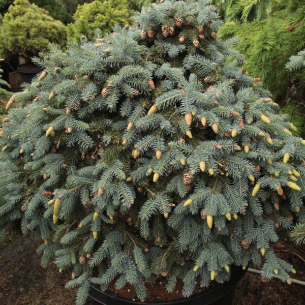 Picea pungens 'Early Cones' 18" std Specimen 2225