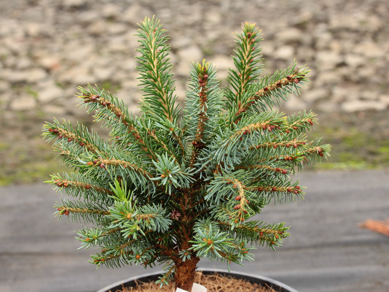 Picea omorika 'Armintrout's Globe'