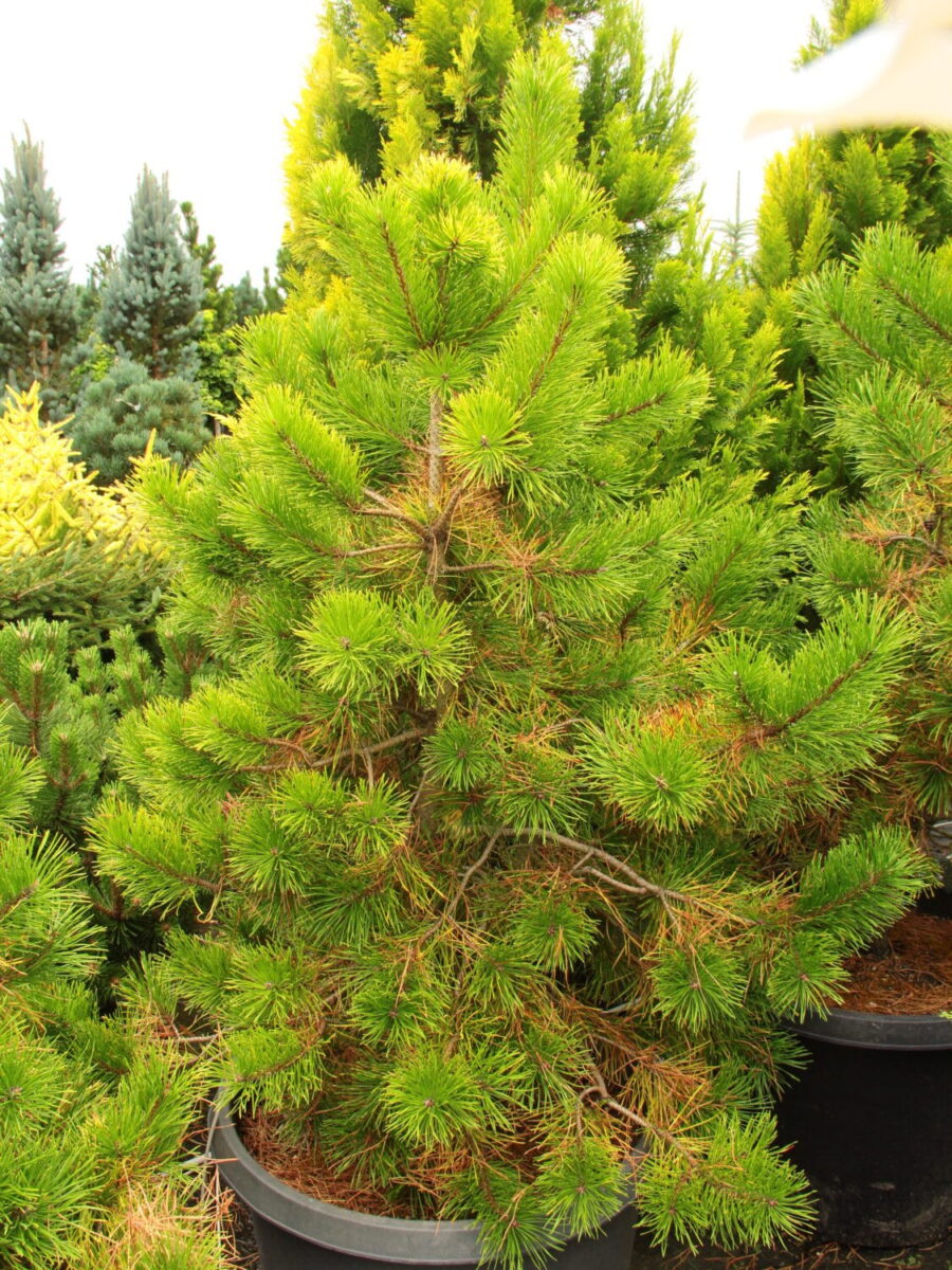 Pinus contorta var. latifolia ‘Chief Joseph’