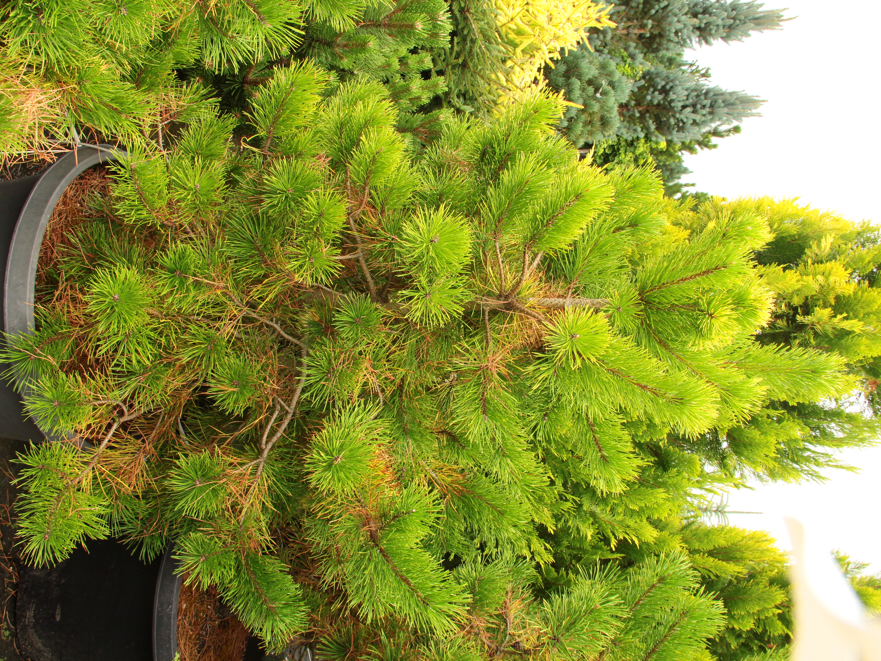 Pinus contorta var. latifolia ‘Chief Joseph’