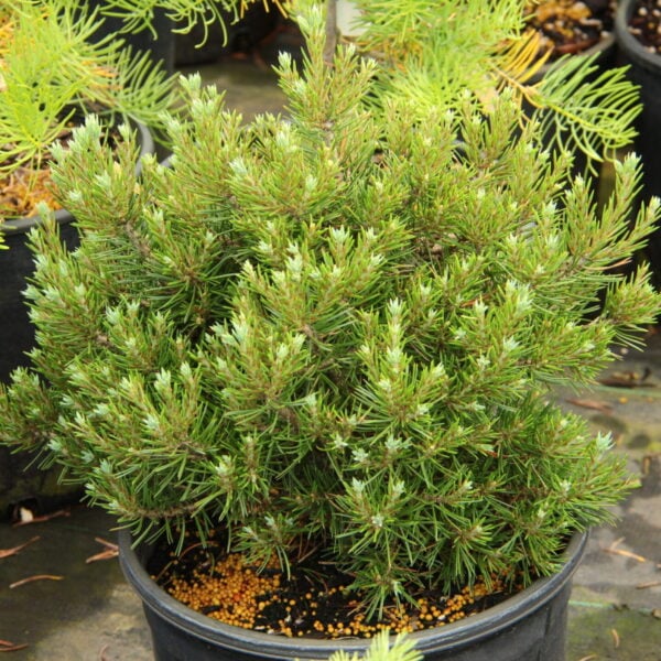 Pinus edulis 'Farmy' Two-Needle Pinyon