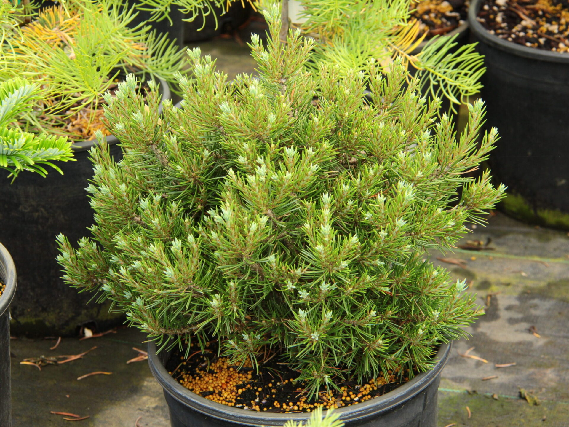 Farmy Two-Needle Pinyon