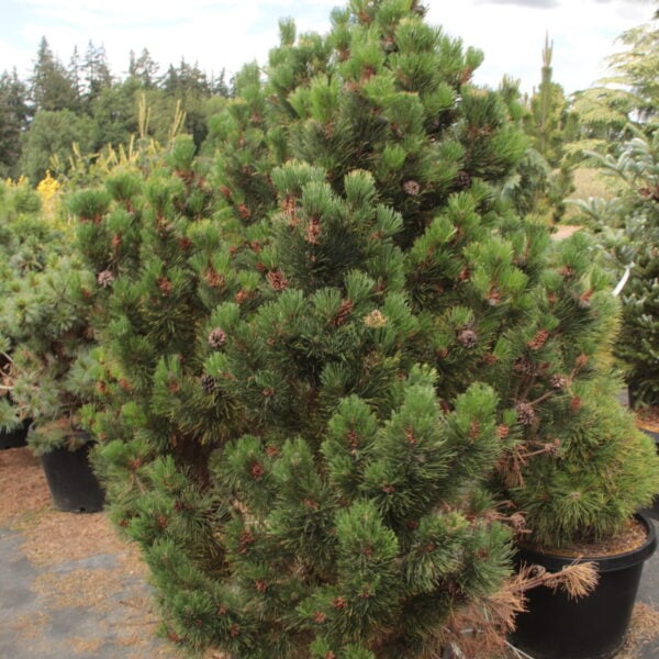 Pinus mugo 'Yellow Point' Specimen 2224