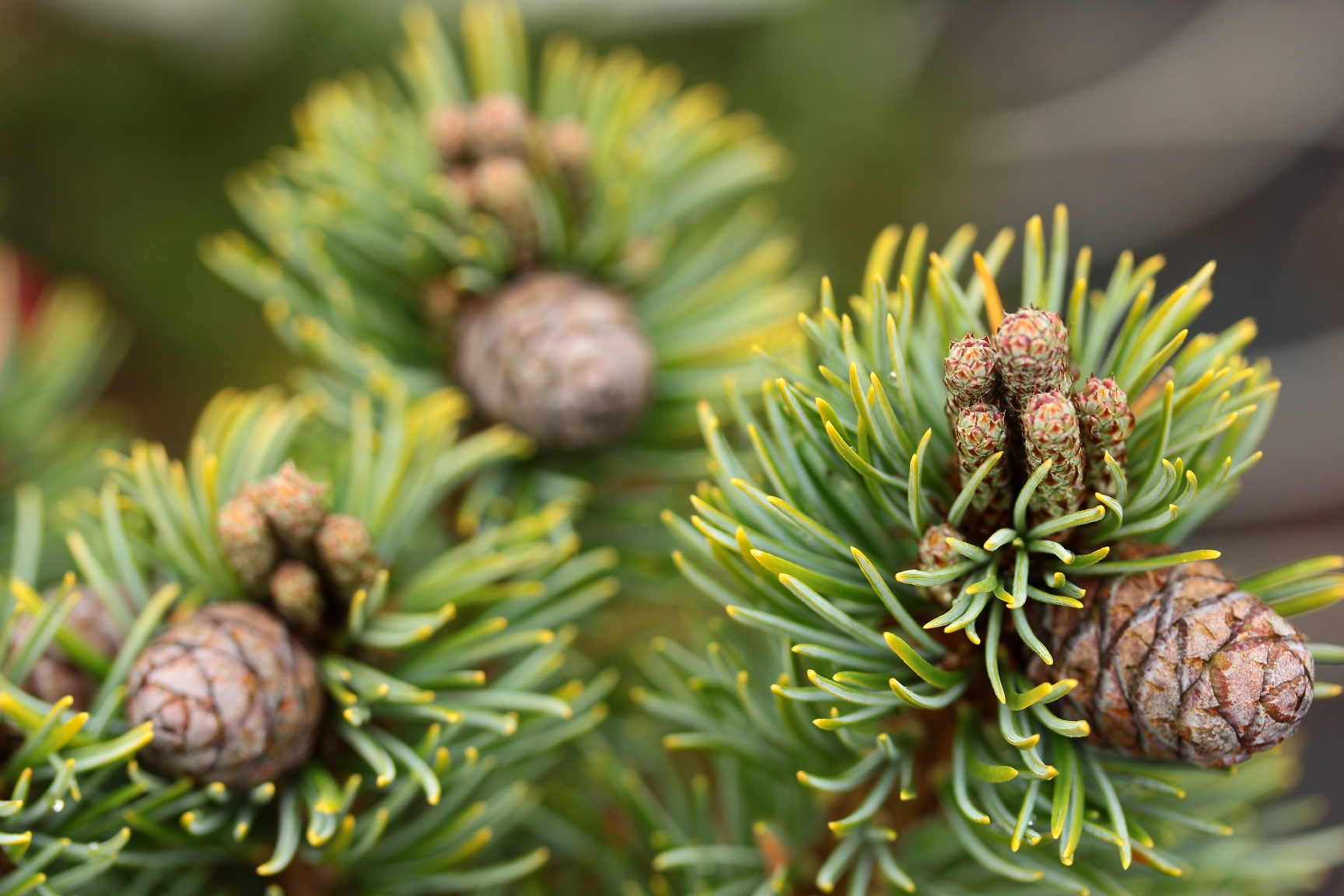 Pinus parviflora Beran
