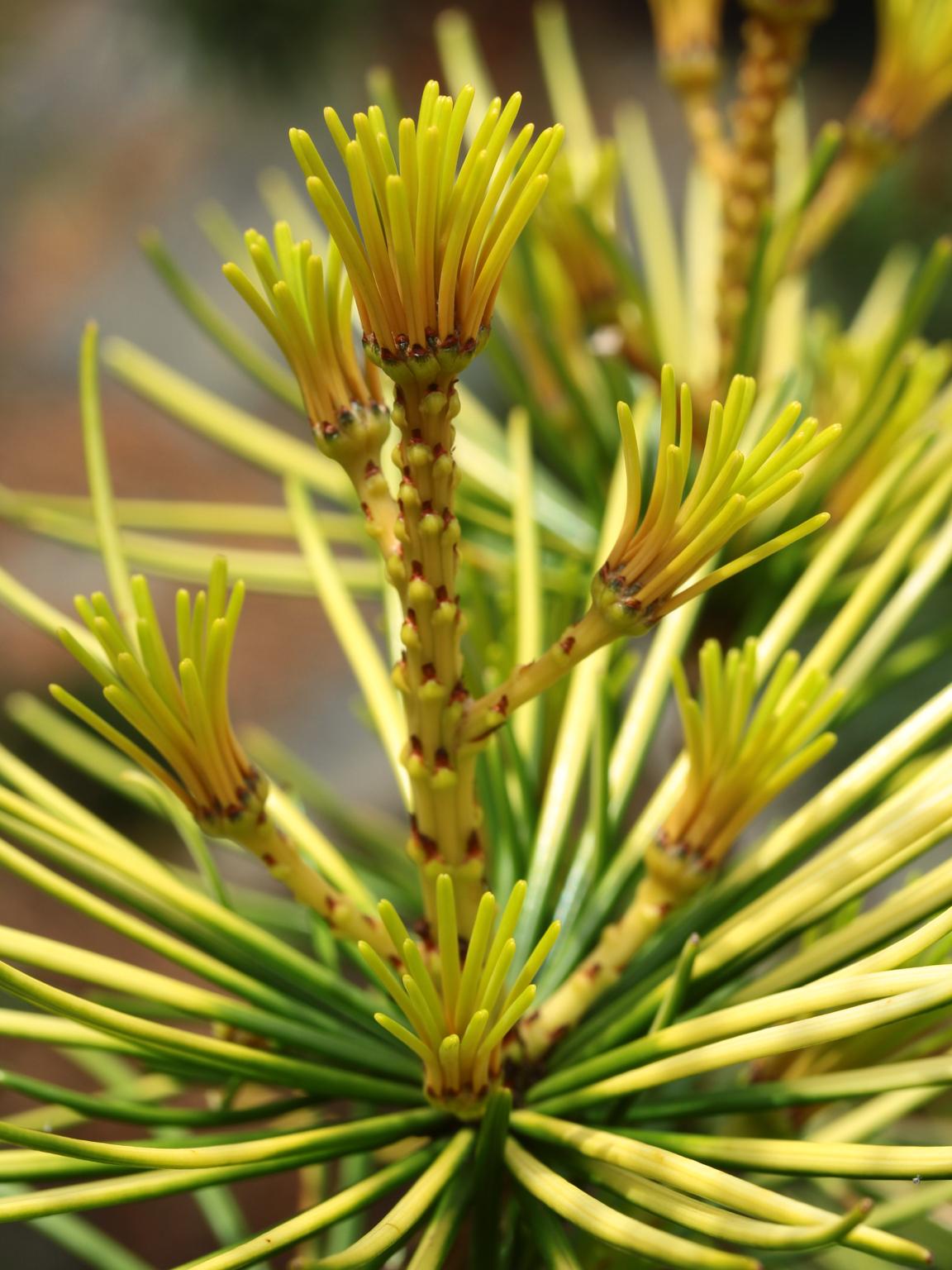 Moonlight Japanese Umbrella Pine