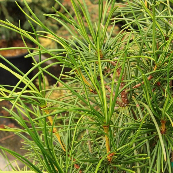 Sciadopitys verticillata 'Tumbleweed' Japanese Umbrella Pine