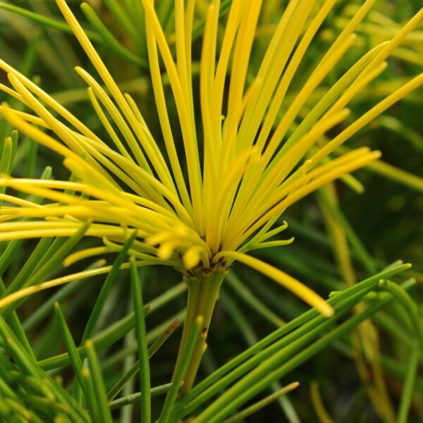 Sciadopitys verticillata 'Yellow Dream' Japanese Umbrella Pine