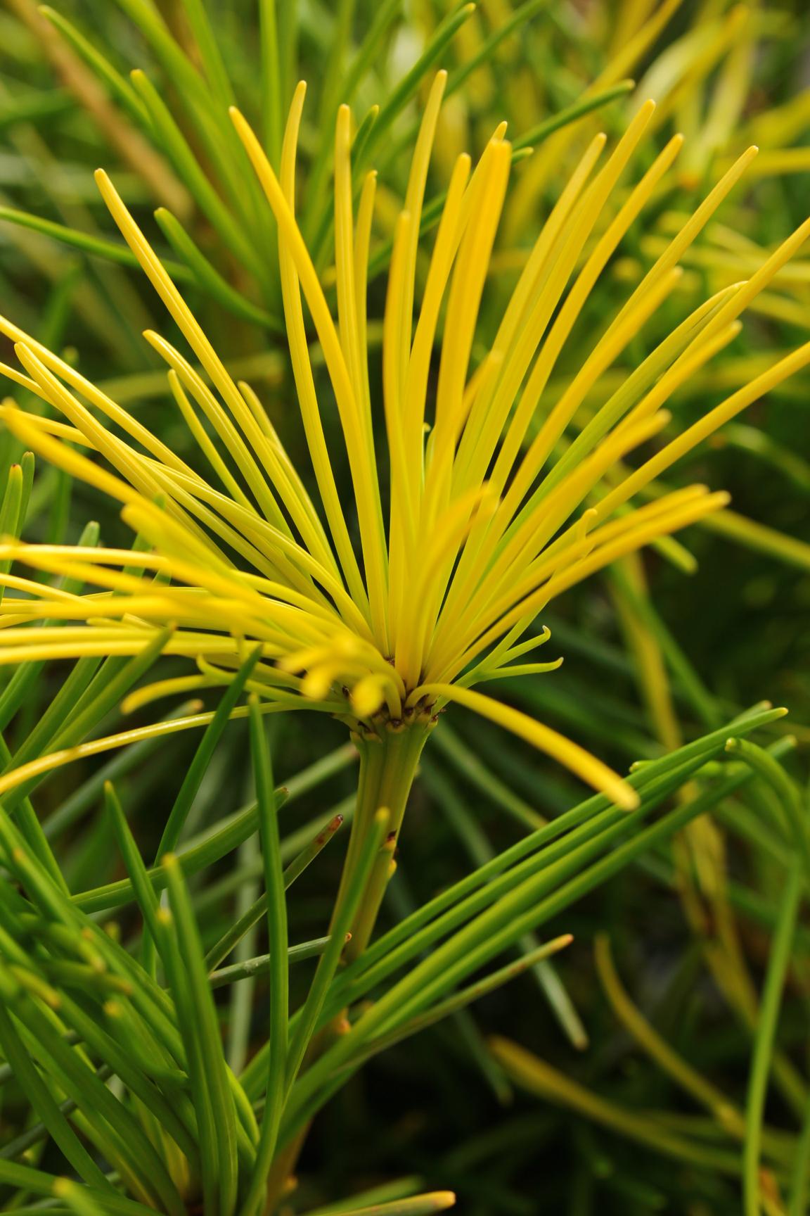 Sciadopitys verticillata 'Yellow Dream'