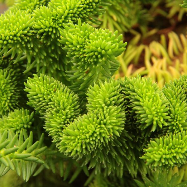 Sedum reflexum 'Cristatum'