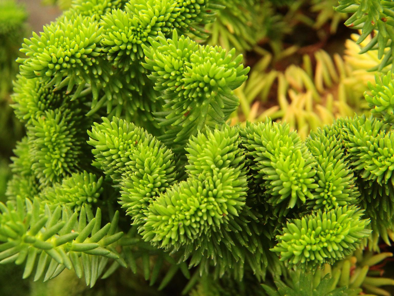 Sedum reflexum 'Cristatum'