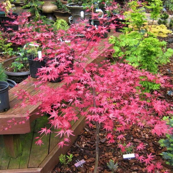 Acer palmatum 'Shin deshojo' Japanese Maple