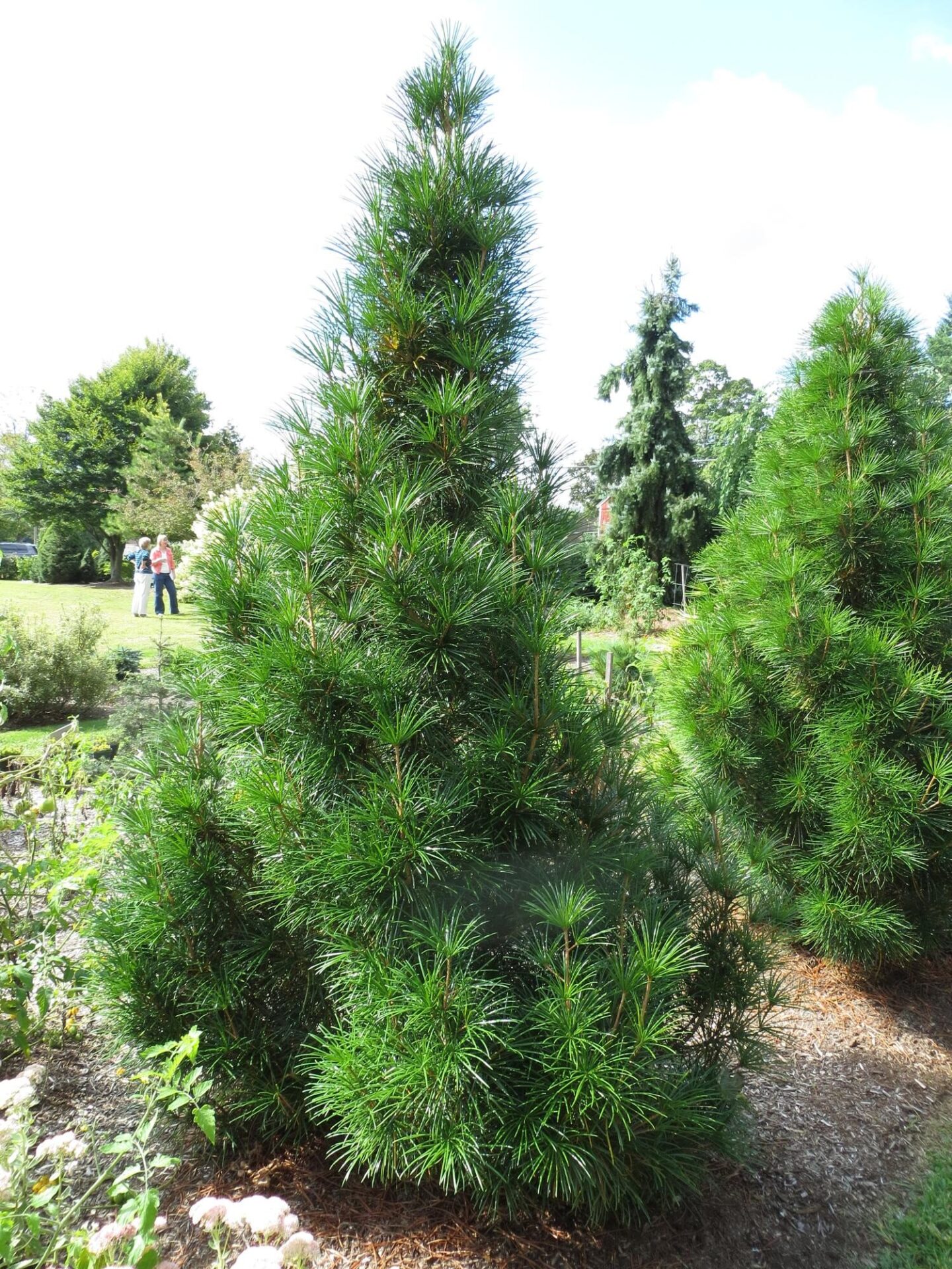 Jeddeloh Compact Japanese Umbrella Pine