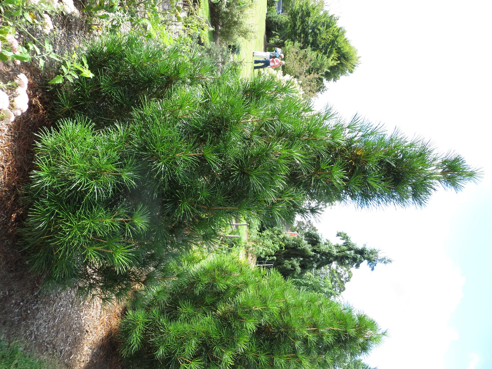 Joe Kozey Japanese Umbrella Pine ubicaciondepersonas.cdmx.gob.mx