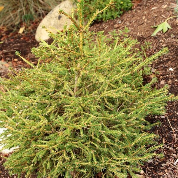 Tufty Norway Spruce