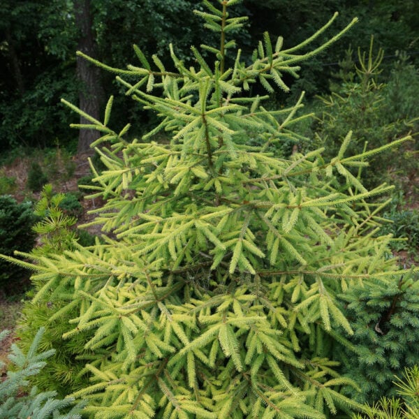 Picea abies 'Brassy' Norway Spruce