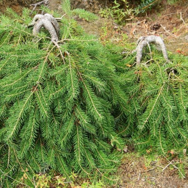Caribou Douglas Fir