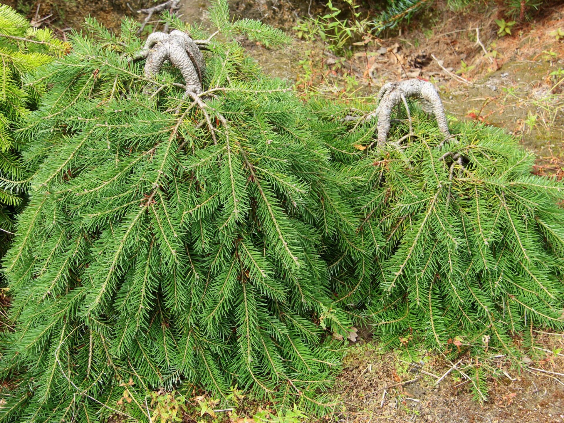 Caribou Douglas Fir