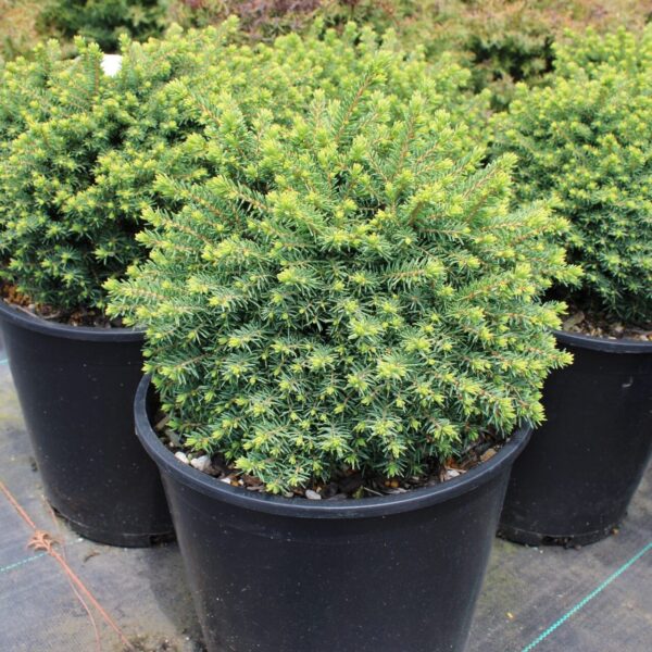 Liliput Norway Spruce