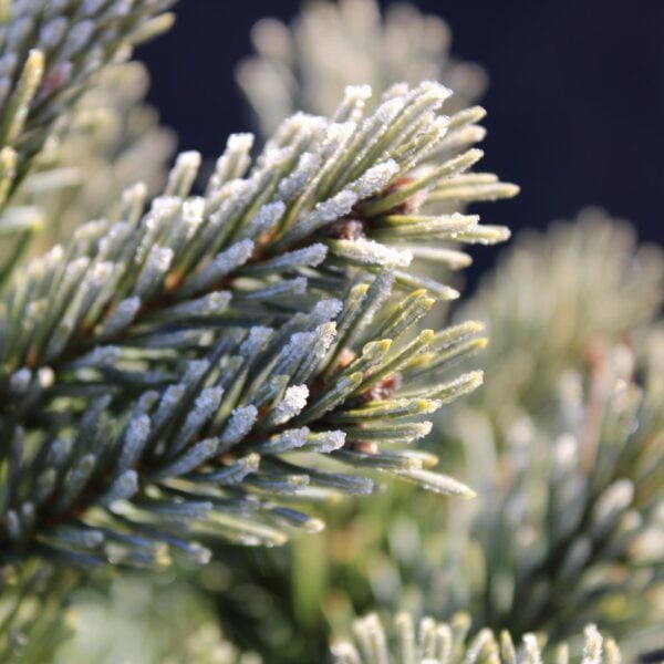Picea glauca 'Ava' White Spruce