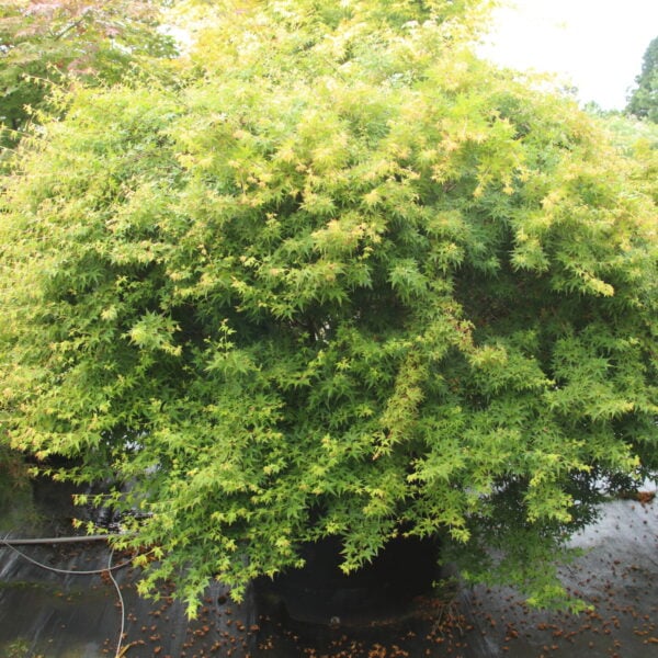 Acer palmatum 'Saiho' Specimen 2203