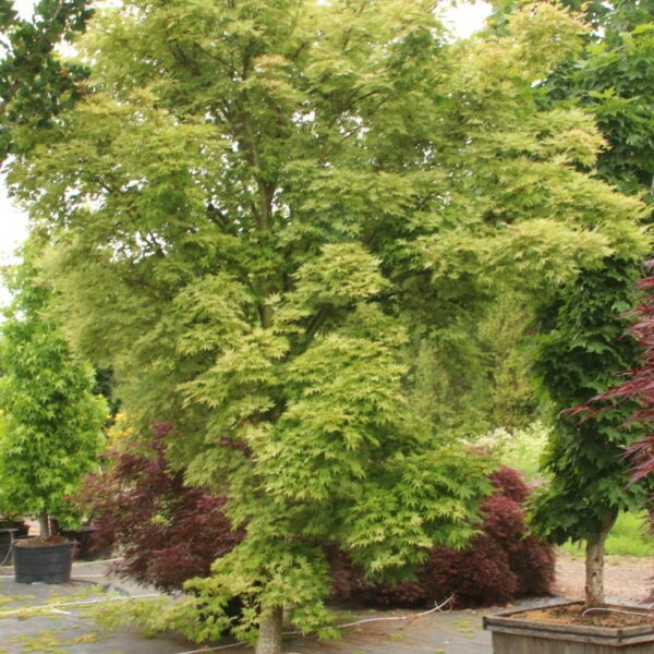 Acer palmatum 'Yama nishiki' ('Snow Peak') Specimen 2209