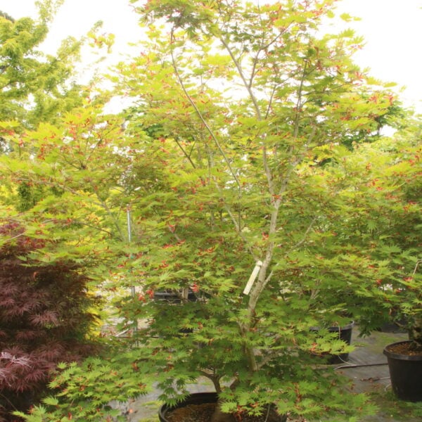 Acer shirasawanum 'Sensu' Specimen 2229