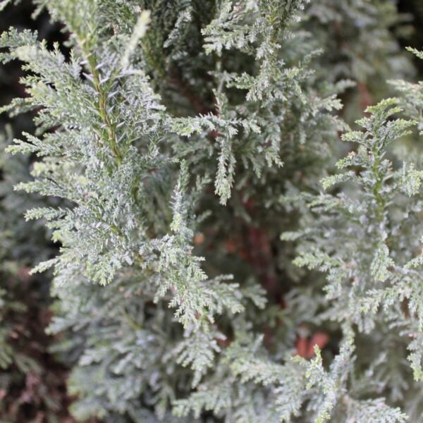 Chamaecyparis lawsoniana 'Snow White' Lawson Cypress