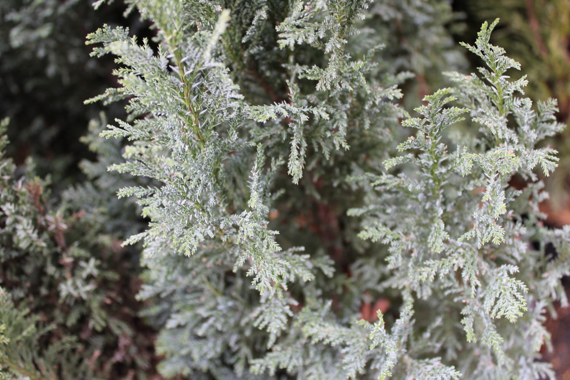 Chamaecyparis lawsoniana 'Snow White'