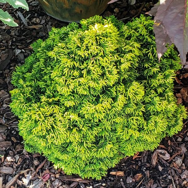 Chamaecyparis obtusa 'Butterball' Hinoki Cypress
