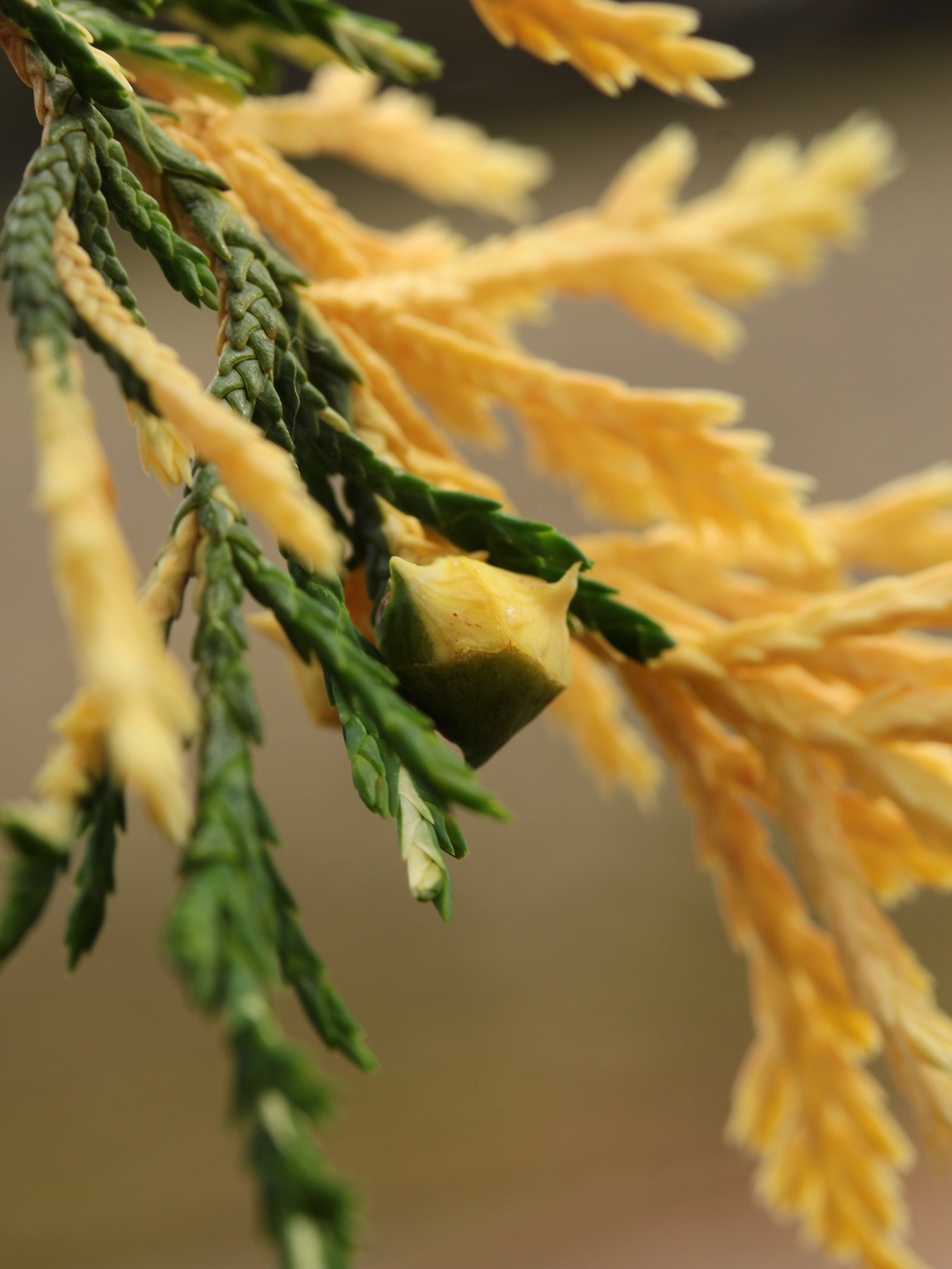 Buttered Popcorn Alaskan Cedar