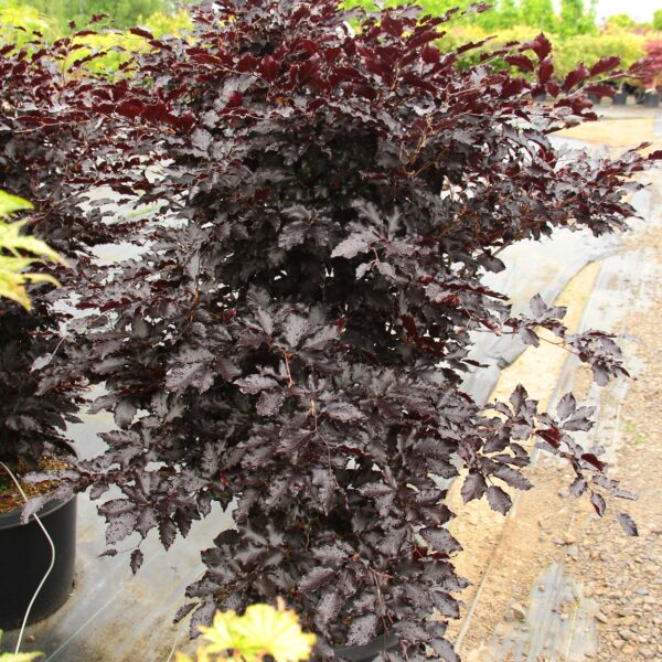 Fagus sylvatica ‘Rohan Trompenburg’ European Beech