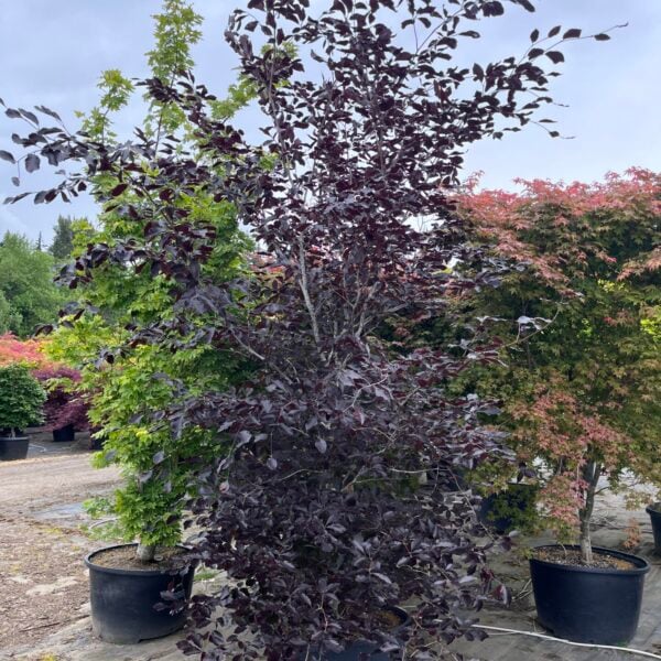 Fagus sylvatica (x) 'Prince of Darkness'  European Beech