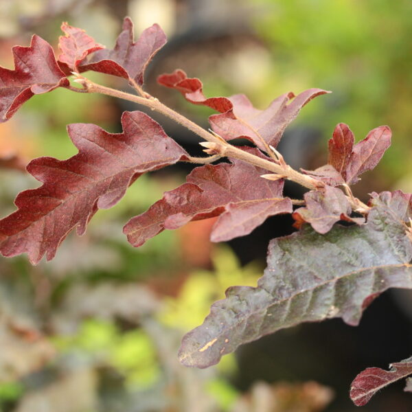 Fagus sylvatica 'Rohan Trompenburg'