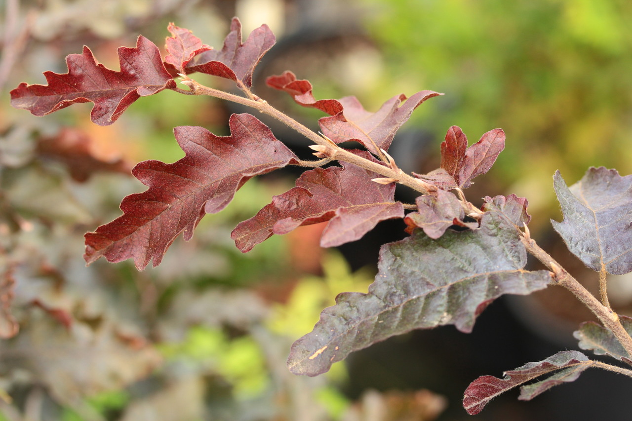 Fagus sylvatica 'Rohan Trompenburg'