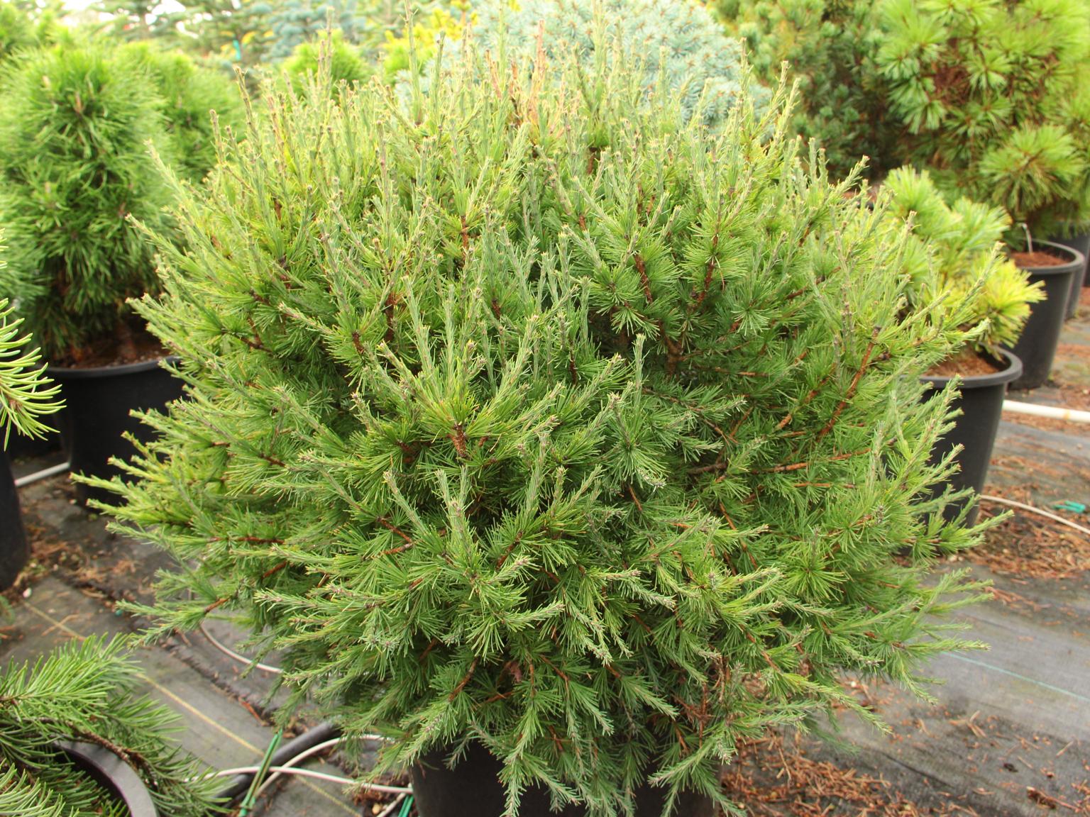 Larix laricina 'Coney Baby'