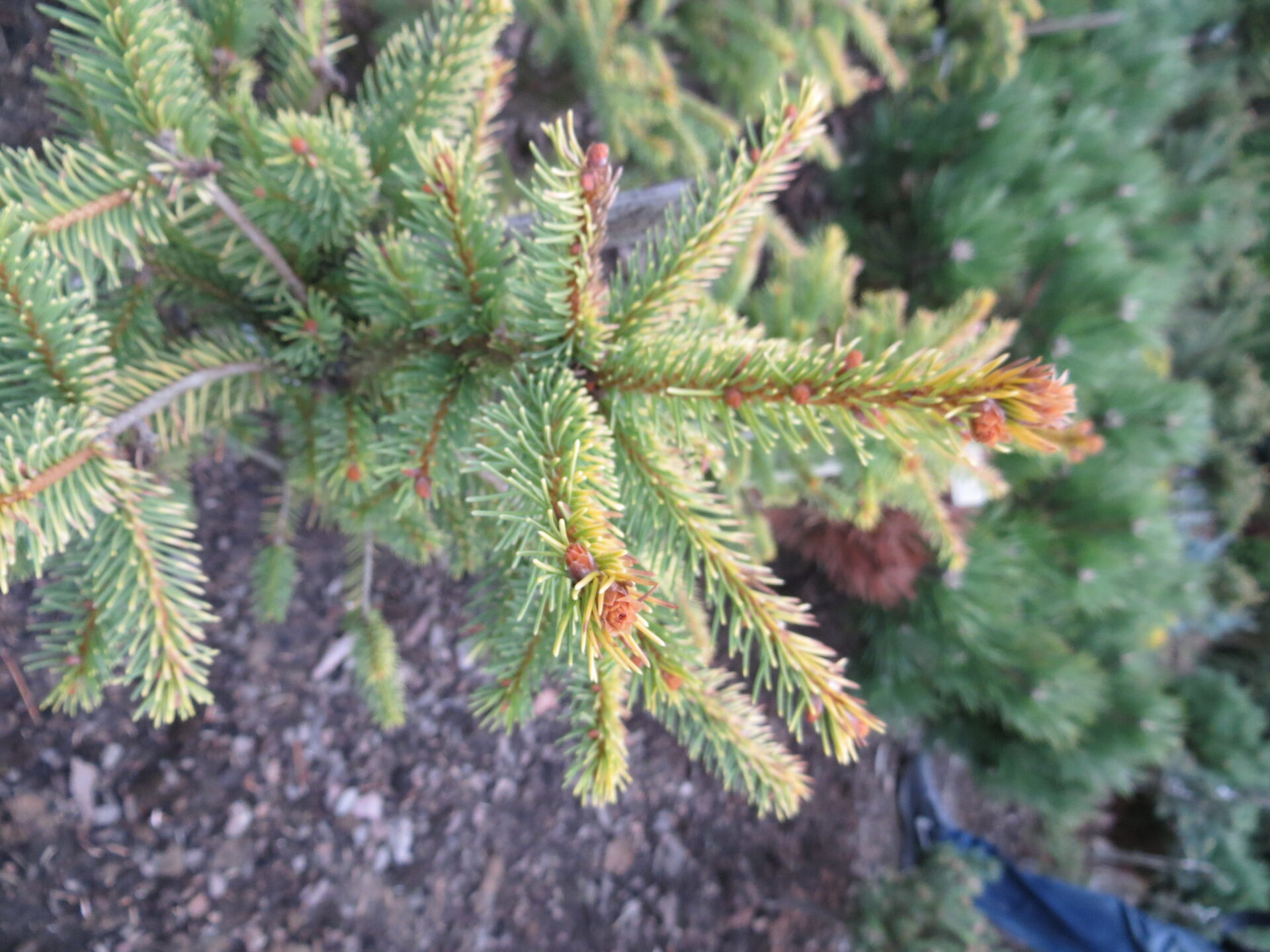 picea abies golden beskid