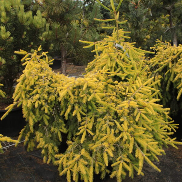 Picea abies 'Lemon Zest' Specimen 2212
