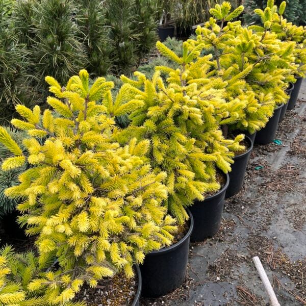 Picea abies 'Mojave Sunshine' Norway Spruce