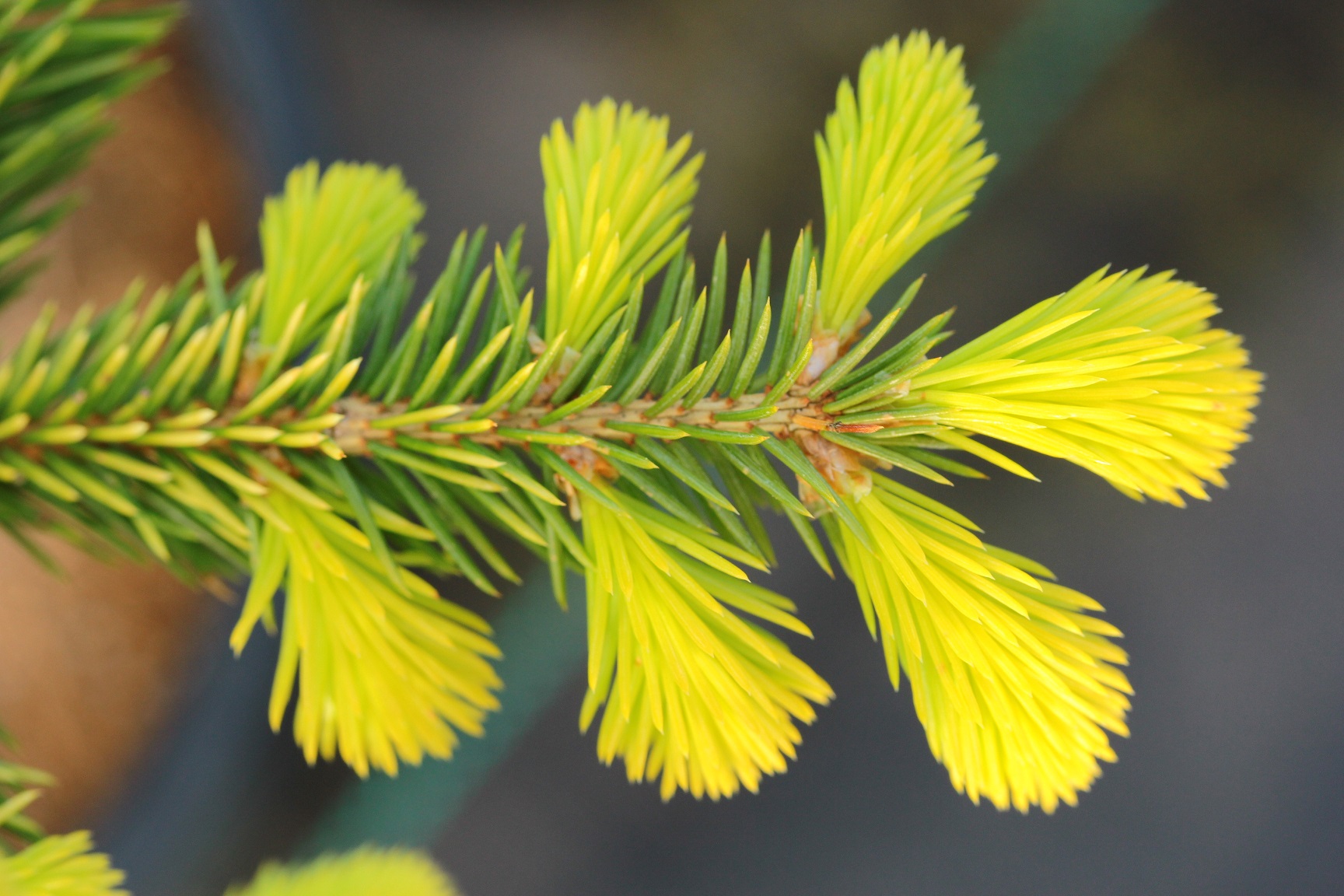 Mojave Sunshine Norway Spruce