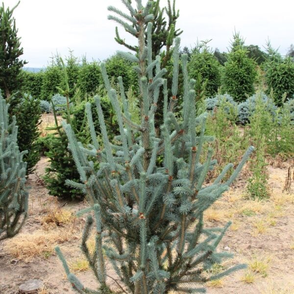 Picea engelmannii 'Hopper Saguaro' Engelmann Spruce