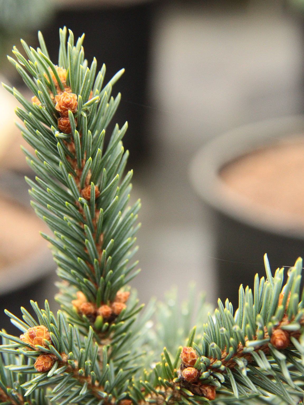 Ava White Spruce