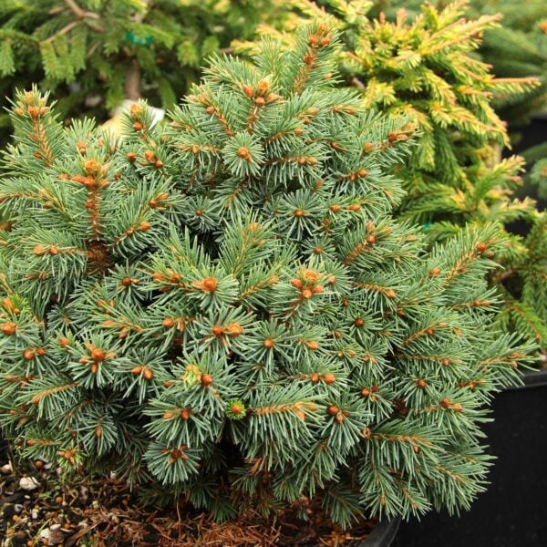 Picea glauca 'Graceland'