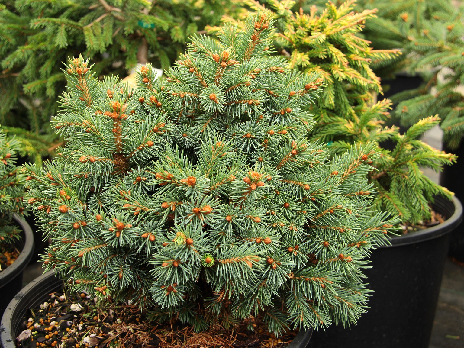 Picea glauca 'Graceland'