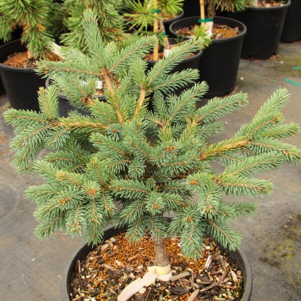 Green Carpet White Spruce