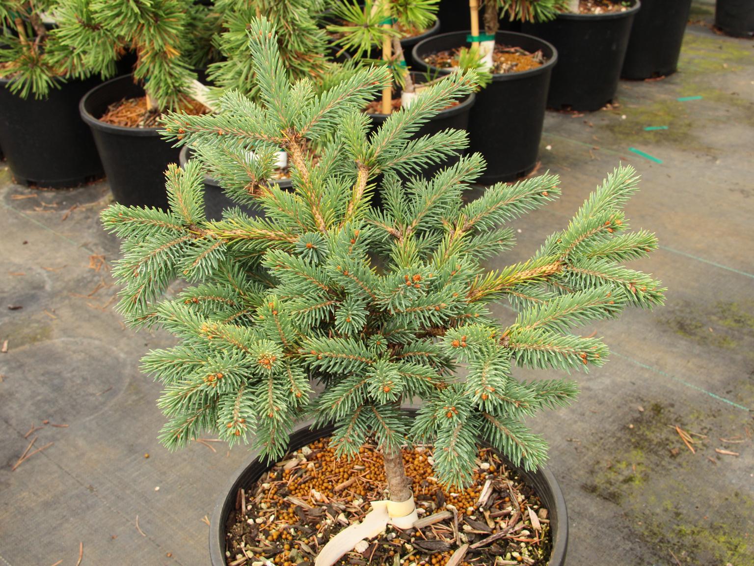 Green Carpet White Spruce